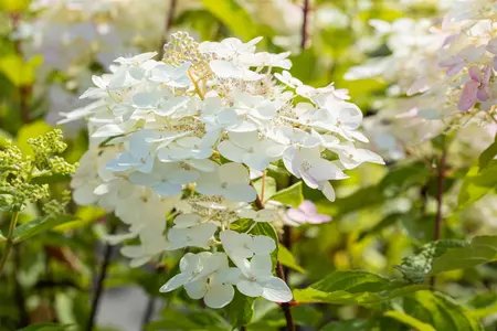 Hydrangea pan. 'Unique' - P9 - image 3
