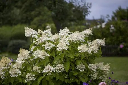Hydrangea pan. 'Unique' - 60-80 CM C5 - image 1