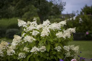 Hydrangea pan. 'Unique' - 60-80 CM C5 - image 1