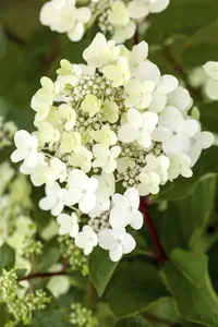 Hydrangea pan. 'Vanille Fraise'? - STEM 180 CM, GIRTH 6-8 CM C20 - image 1