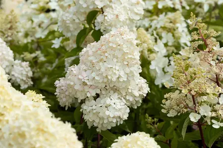 Hydrangea pan. 'Vanille Fraise'? - 60-70 CM C7.5 - image 5