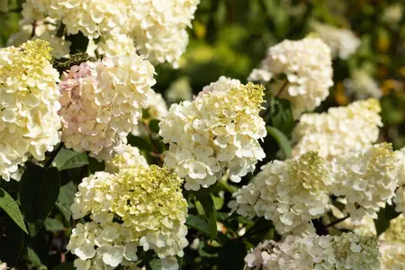 Hydrangea pan. 'Vanille Fraise'? - 30-40 CM C7.5 - image 3