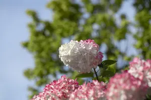 Hydrangea pan. 'Vanille Fraise'? - 20 Ltr pot - image 2