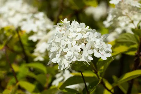 Hydrangea pan. 'Vanille Fraise'? - 20 Ltr pot - image 4