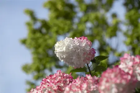 Hydrangea pan. 'Vanille Fraise'? - STEM 180 CM, GIRTH 6-8 CM C20 - image 2