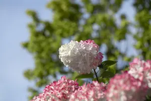 Hydrangea pan. 'Vanille Fraise'? - STEM 180 CM, GIRTH 6-8 CM C20 - image 2