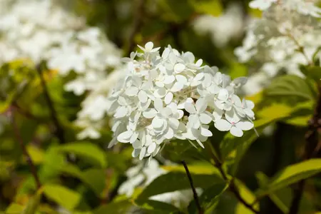 Hydrangea pan. 'Vanille Fraise'? - STEM 180 CM, GIRTH 6-8 CM C20 - image 4
