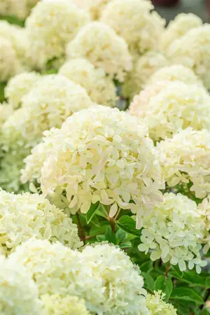 Hydrangea pan. 'Whitelight'? - 30-40 CM C5 - image 2