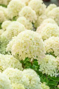 Hydrangea pan. 'Whitelight'? - 30-40 CM C5 - image 2
