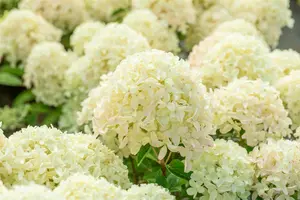 Hydrangea pan. 'Whitelight'? - 30-40 CM C5 - image 3