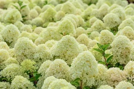 Hydrangea pan. 'Whitelight'? - 30-40 CM C5 - image 3