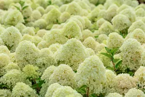 Hydrangea pan. 'Whitelight'? - 30-40 CM C5 - image 3