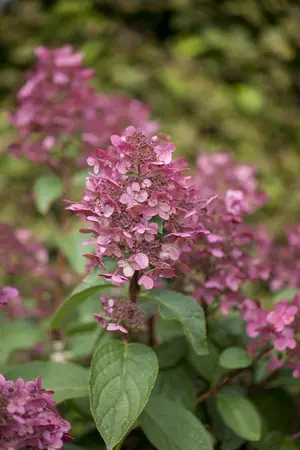 Hydrangea pan. 'Wim's Red' - 30-40 CM C7.5 - image 1