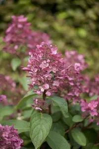 Hydrangea pan. 'Wim's Red' - 10 Ltr pot - image 1