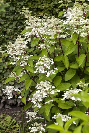 Hydrangea pan. 'Wim's Red' - 10 Ltr pot - image 3