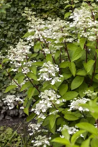 Hydrangea pan. 'Wim's Red' - P13 - image 3