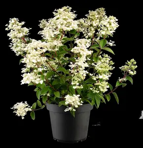 Hydrangea pan. 'Wim's Red' - 30-40 CM C7.5 - image 5
