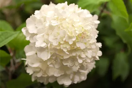 Hydrangea pan. 'Wim's Red' - 3 Ltr pot - image 2
