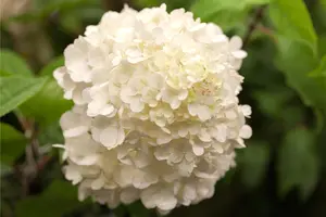 Hydrangea pan. 'Wim's Red' - 30-40 CM C7.5 - image 2