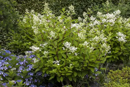 Hydrangea pan. 'Wim's Red' - 10 Ltr pot - image 4