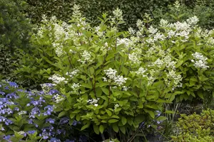 Hydrangea pan. 'Wim's Red' - 10 Ltr pot - image 4
