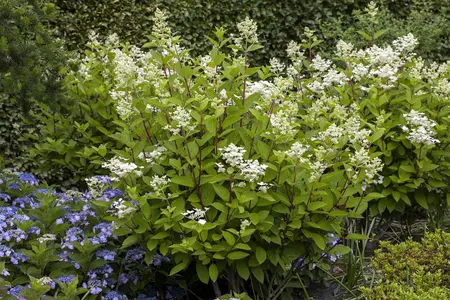 Hydrangea pan. 'Wim's Red' - 1/2 STDS C7.5 - image 4