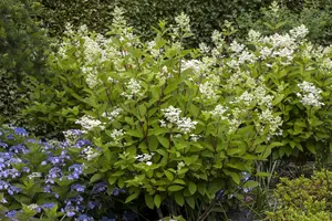 Hydrangea pan. 'Wim's Red' - 1/2 STDS C7.5 - image 4