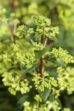 Hydrangea paniculata - 30-40 CM C2 - image 1