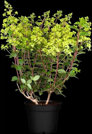 Hydrangea paniculata - 125-150 CM RB - image 4