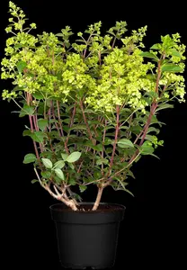 Hydrangea paniculata - 30-40 CM C2 - image 4