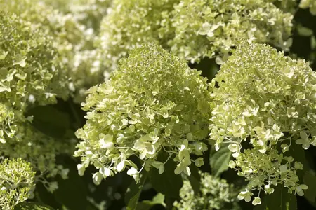 Hydrangea paniculata - 30-40 CM C2 - image 5