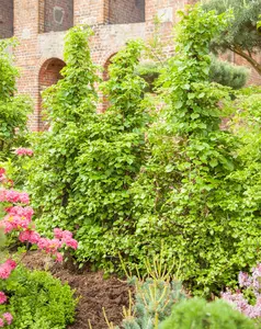 HYDRANGEA PETEOLARIS 3L - image 3