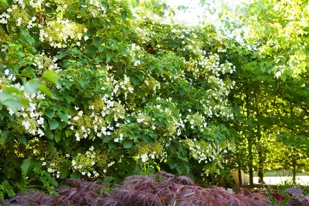 HYDRANGEA PETEOLARIS 3L - image 2