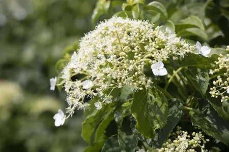 HYDRANGEA PETEOLARIS 3L - image 5