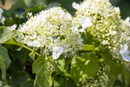 HYDRANGEA PETEOLARIS 3L - image 4