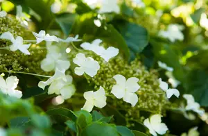 HYDRANGEA PETEOLARIS