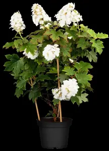 HYDRANGEA q RUBY SLIPPERS 4.5L - image 1