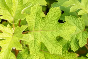 HYDRANGEA q RUBY SLIPPERS 4.5L - image 5