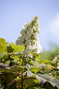 Hydrangea querc. 'Applause' - P9 - image 2