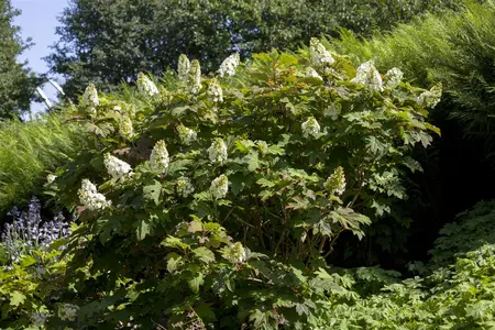 Hydrangea querc. 'Applause' - P9 - image 3