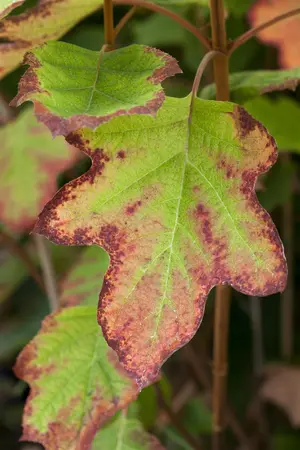 Hydrangea querc. 'Black Porch' - P9