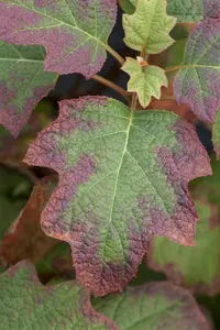 Hydrangea querc. 'Burgundy' - 3 Ltr pot - image 2