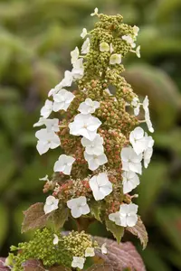 Hydrangea querc. 'Burgundy' - 30-40 CM C3 - image 1