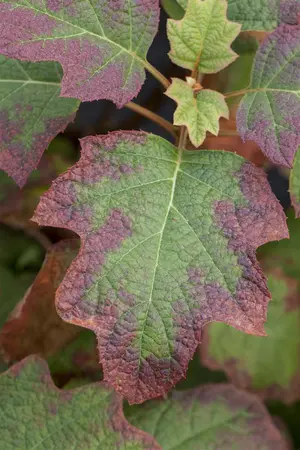 Hydrangea querc. 'Burgundy' - 50-60 CM RB - image 2