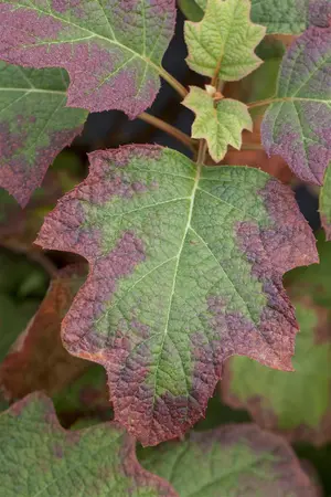 Hydrangea querc. 'Burgundy' - 12 Ltr pot - image 2