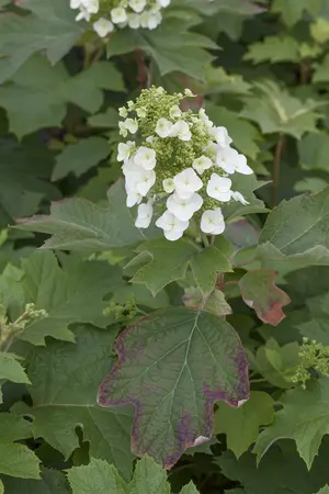 Hydrangea querc. 'Gatsby Girl'? - 3 Ltr pot - image 5