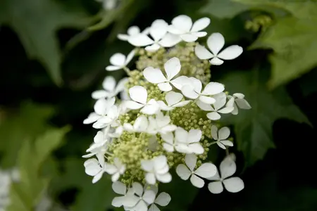 Hydrangea querc. 'Gatsby Girl'? - 30-40 CM C3 - image 3