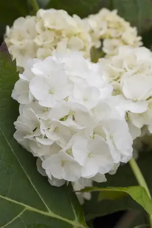 Hydrangea querc. 'Harmony' - P9 - image 2