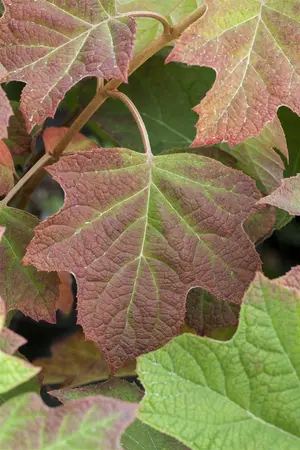 Hydrangea querc. 'Harmony' - P9 - image 4