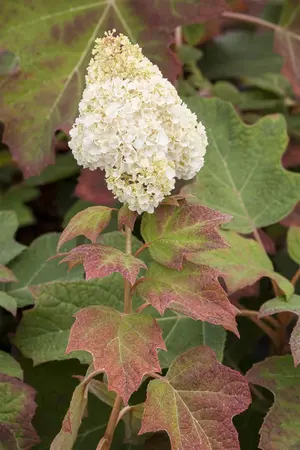 Hydrangea querc. 'Harmony' - 30-40 CM C3 - image 3